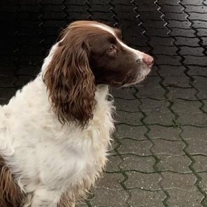 Baily Kontorhund